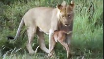 Aslan Yavru Antilopu Korumak İçin Diğer Aslanlara Saldırıyor