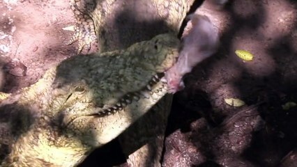 تربية التماسيح نشاط مربح يتنامى في زيمبابوي