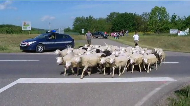 Transhumance : 50 brebis rejoignent la Réserve Naturelle de Montenach