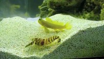 Yellow Watchmen Goby with Tiger Pistol Shrimp