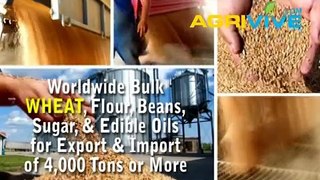 Buy USA Bulk Wholesale Wheat Trading, Wheat Trading, Wheat Trading, Wheat Trading, Wheat Trading, Wheat Trading, Wheat T