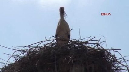 Edirne?de 2 Bin Leylek Köylüye Emanet