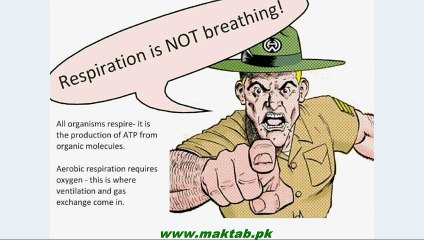 FSc Biology Book1, CH 13, LEC 8; Respiration in Human Beings-Air Passage Ways