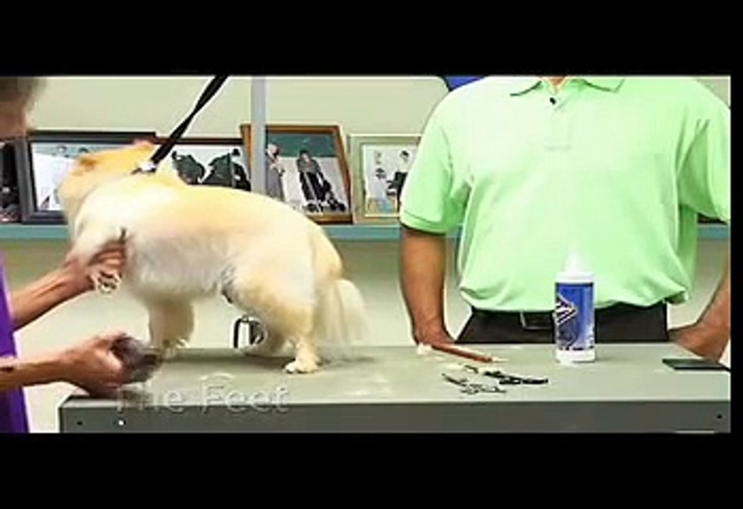 Super Styling Session Pomeranian Grooming Tips