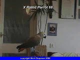 THE African Grey! Ruby, The swearing parrot. X Rated Parrot 68.