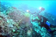 Diving perfect reefs in exotic Indonesia