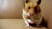 syrian hamster 