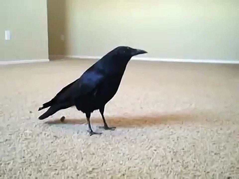 Crow - Ricky says "Caw"