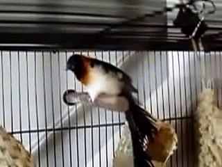 Burung Master Long Tailed Paradise Whydah Vidua Paradisaea