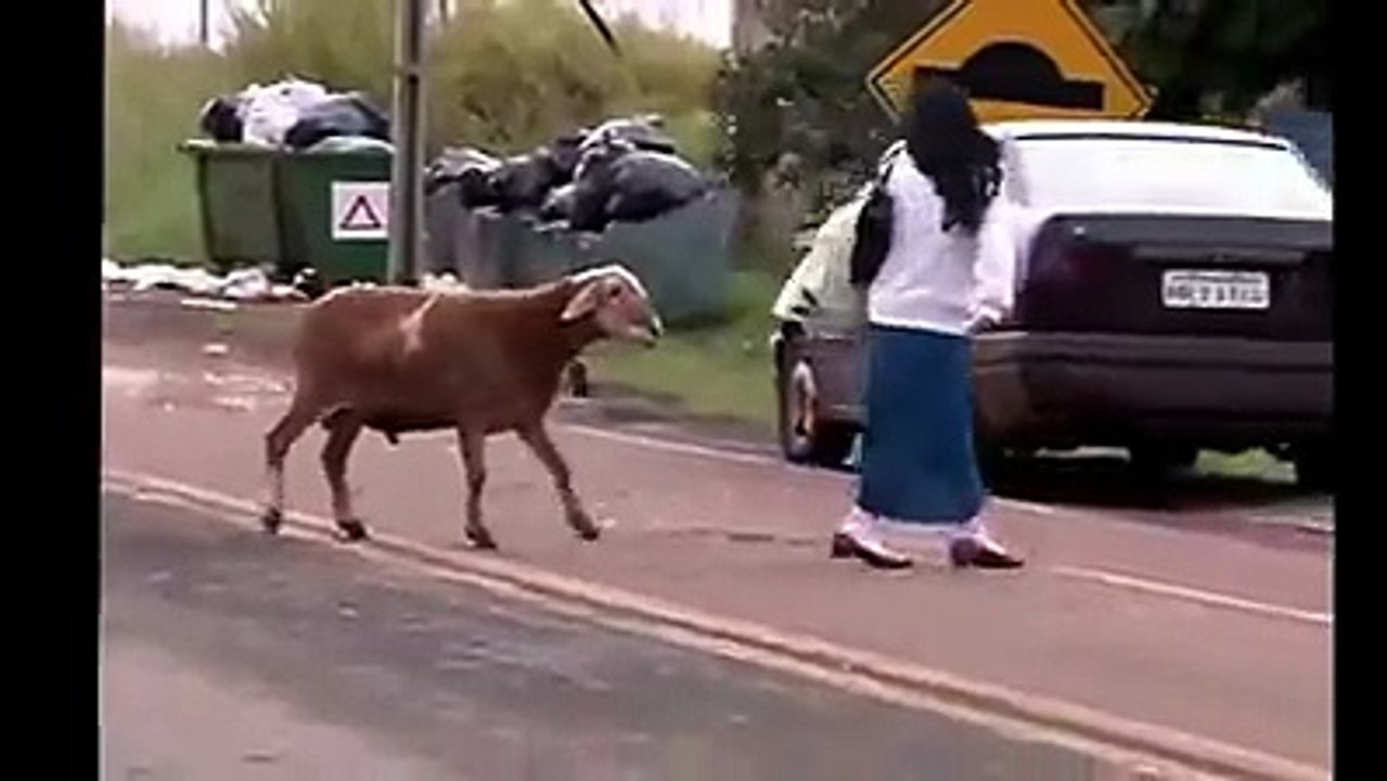 funny bakra
