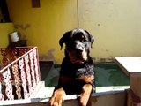 Rottweiler com 8 meses !