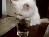 Turkish Angora Cat drinks water with paws!