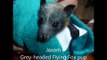 Grey-Headed Flying Fox pup