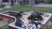 Read SOS! Feral dogs wild dogs stray cats protection of animals