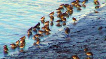 The Birds of Hayle Estuary RSPB in Cornwall - Curlew, Golden Plover, Spoonbill and many more birds