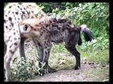 Hyena puppies sucking milk - (Mamma iena allatta i suoi cuccioli)