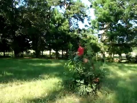 True Head-Shaking Walking Mo-Sheen! Gentle Sorrel Tennessee Walking Horse Gelding for sale