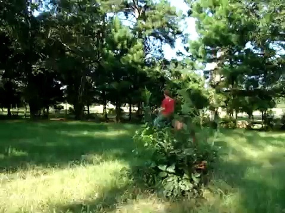 True Head-Shaking Walking Mo-Sheen!  Gentle Sorrel Tennessee Walking Horse Gelding for sale