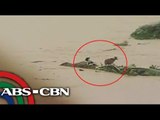 Dogs on branches swept away by flooded river
