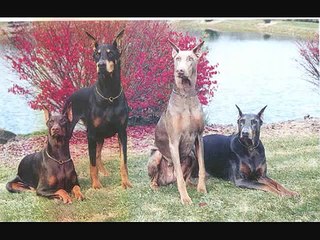 rottweiler y doberman