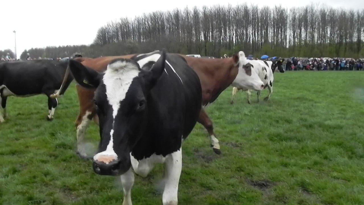 Cows jump for joy during first outing in months