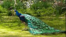 Mukhtar kakar presents ...BEAUTY OF PEACOCK