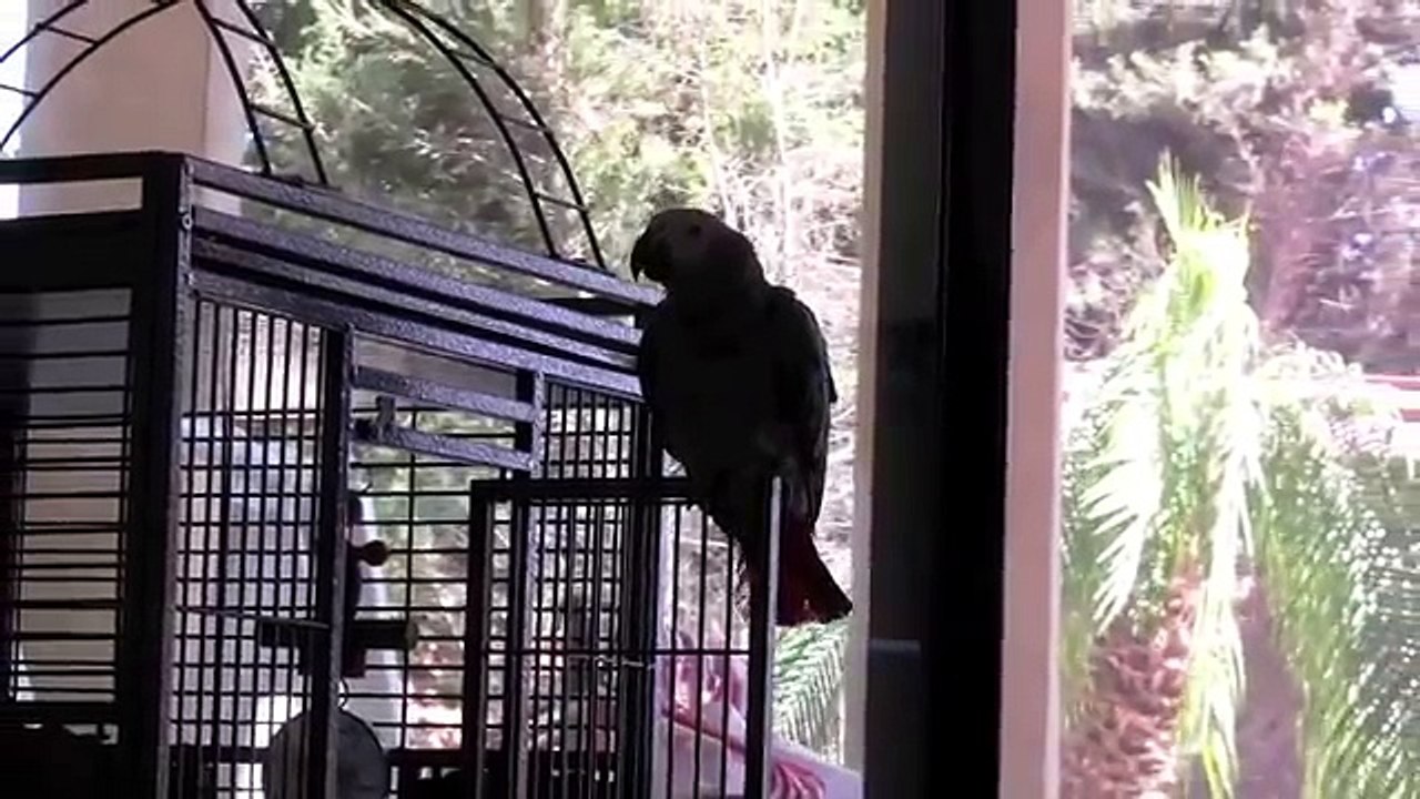 African Jacko parrot talking Hebrew