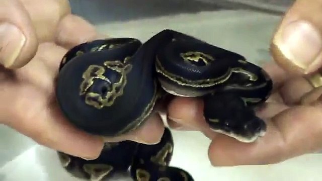 Back In Black!! - 2011 Super Black Heads