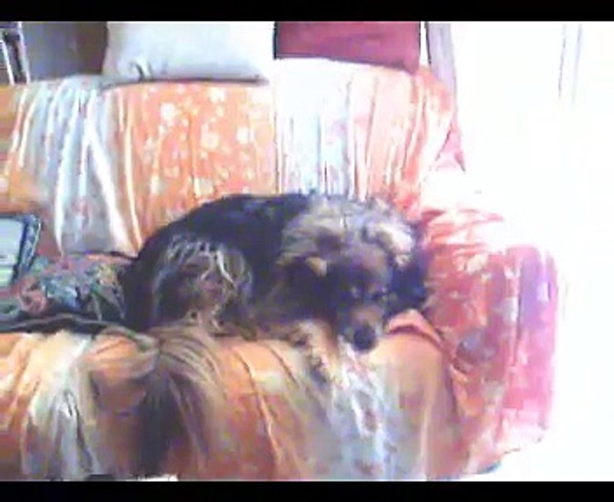 I NOSTRI CANI:     ARAMIS FIAMMA PLUTO DICK - OUR DOGS: ARAMIS FIAMMA PLUTO DICK