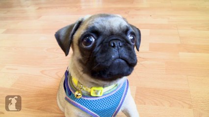 Silly Little Pug Puppy Wants to Play With Camera