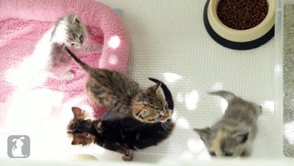 4 Adorable Kittens in a Bath Tub