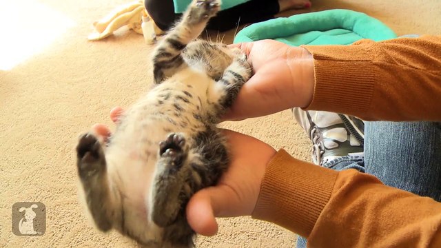 Cutest Kitten Gets Belly Rub And Melts Your Heart