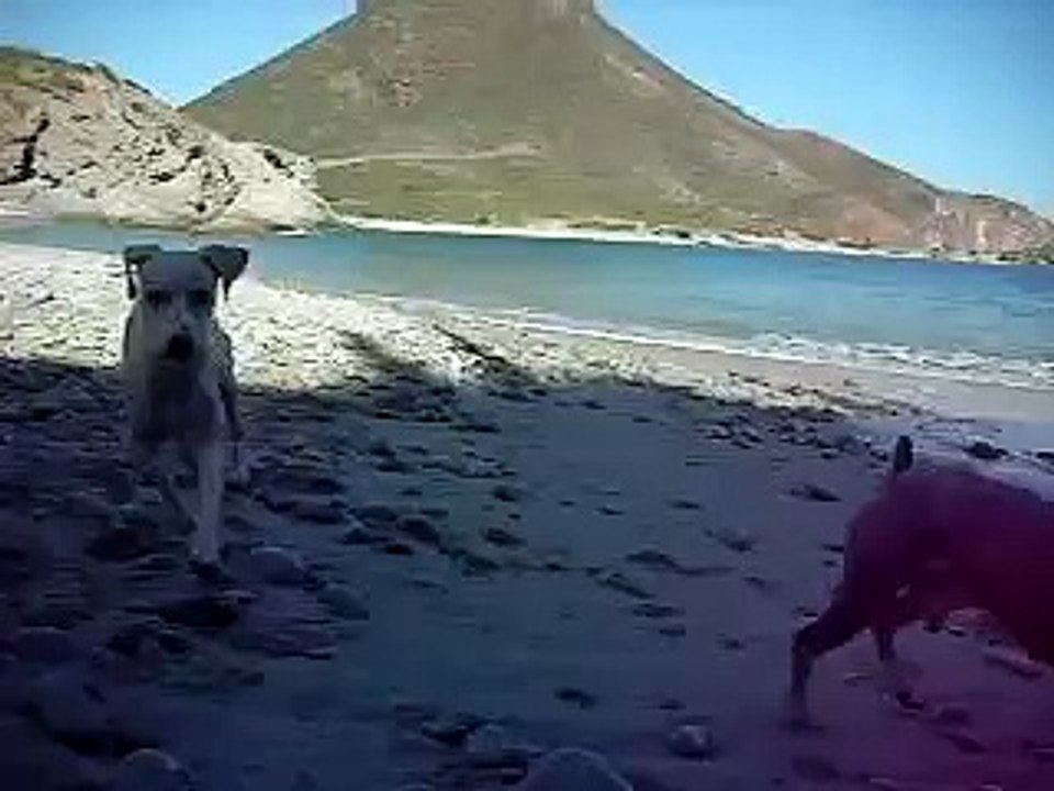Bea Rivera - Bruno y tete,  Bruno metiendose al mar a salvar a Bea Rivera. MiniSchnauzer