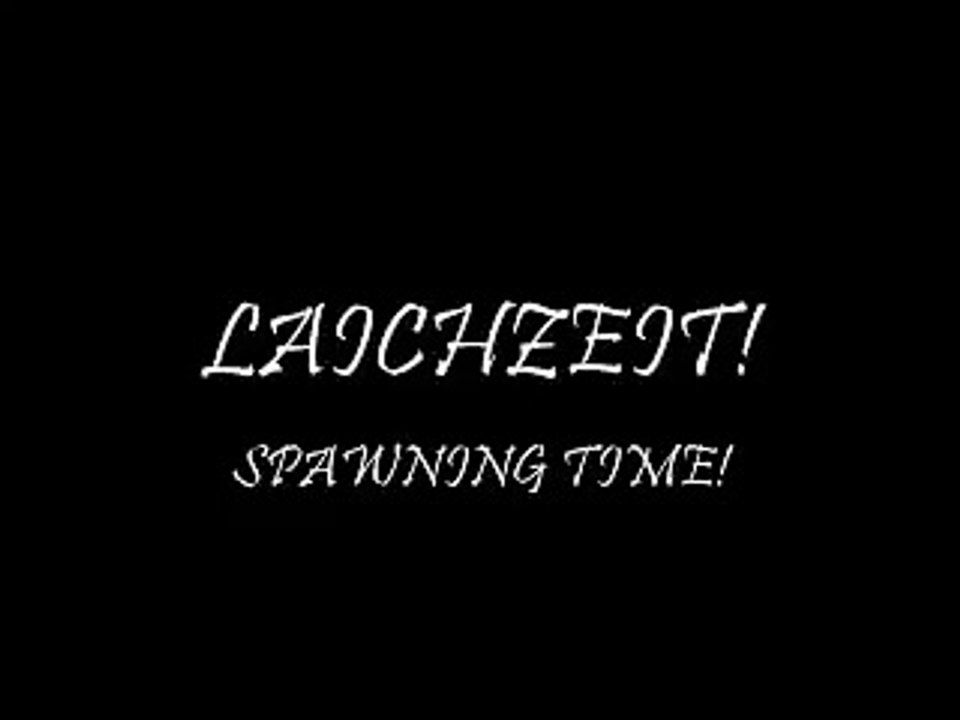 Laichzeit - Rammstein Lyrics and English Translation
