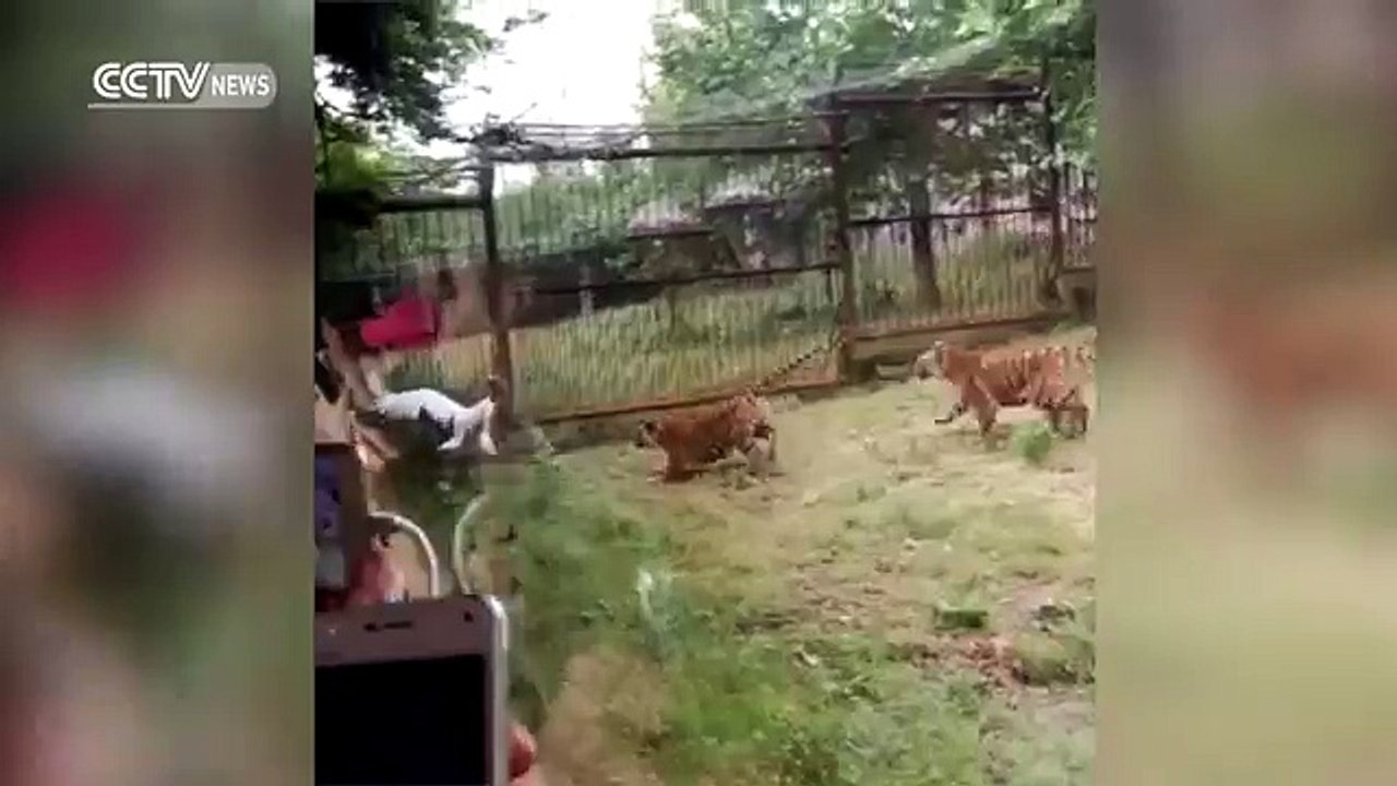 Mira cómo esta ave pelea con dos tigres para no ser comido