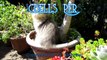 14 07 24 Mythicbells Persians Yeti Cat Sanctuary Tour