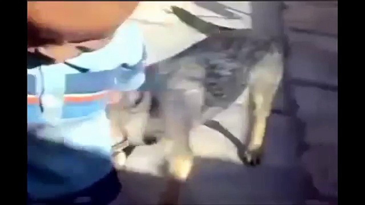 LiveLeak - Kid retaliates dog bite