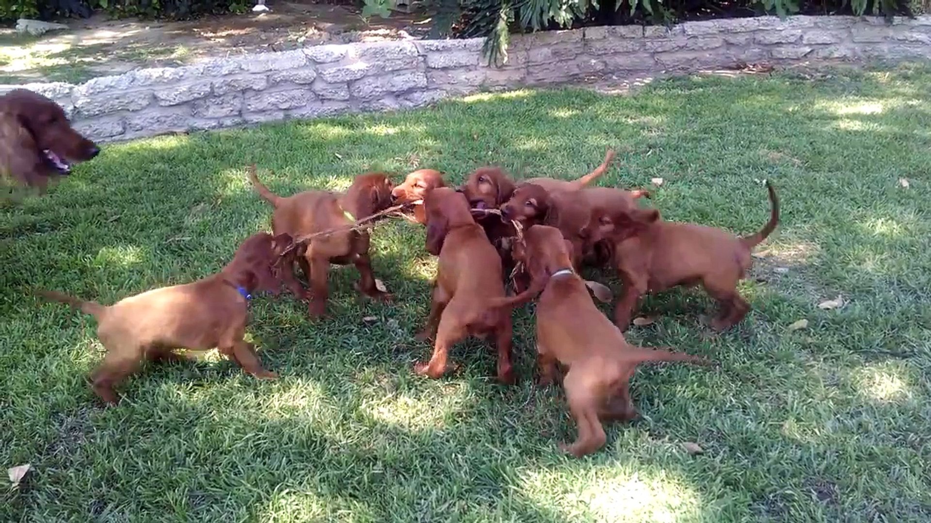Irish Setter puppies play tug-of-war