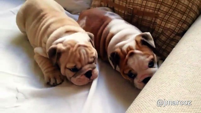 English Bulldog puppies adorably play together