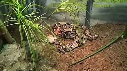 west african gaboon viper( Bitis rhinoceros)