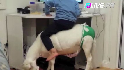 Un gamin surfe sur internet assis sur une chèvre