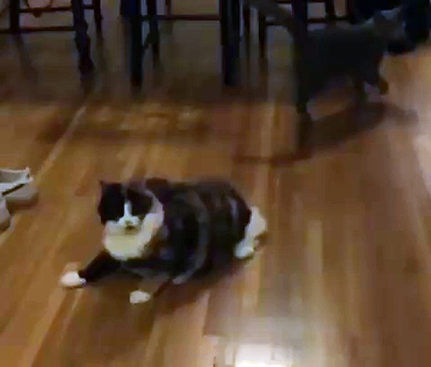 Juni Demonstrates An Impressive Evasive Maneuver