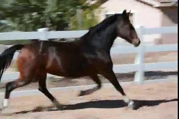 Hackney Horse mare for sale