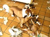 Boxer brincando com filhotes