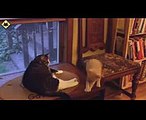 FUNNY VIDEOS Funny Cats   Funny Cat Videos   Funny Animals   Fail Compilation   Kitten Fails