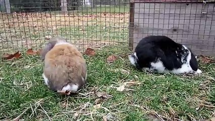 CUTE! crazy hopping bunny in the wind