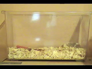 The amazing jumping mouse