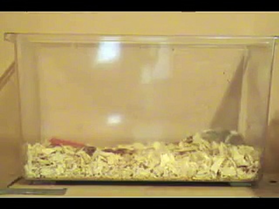 The amazing jumping mouse