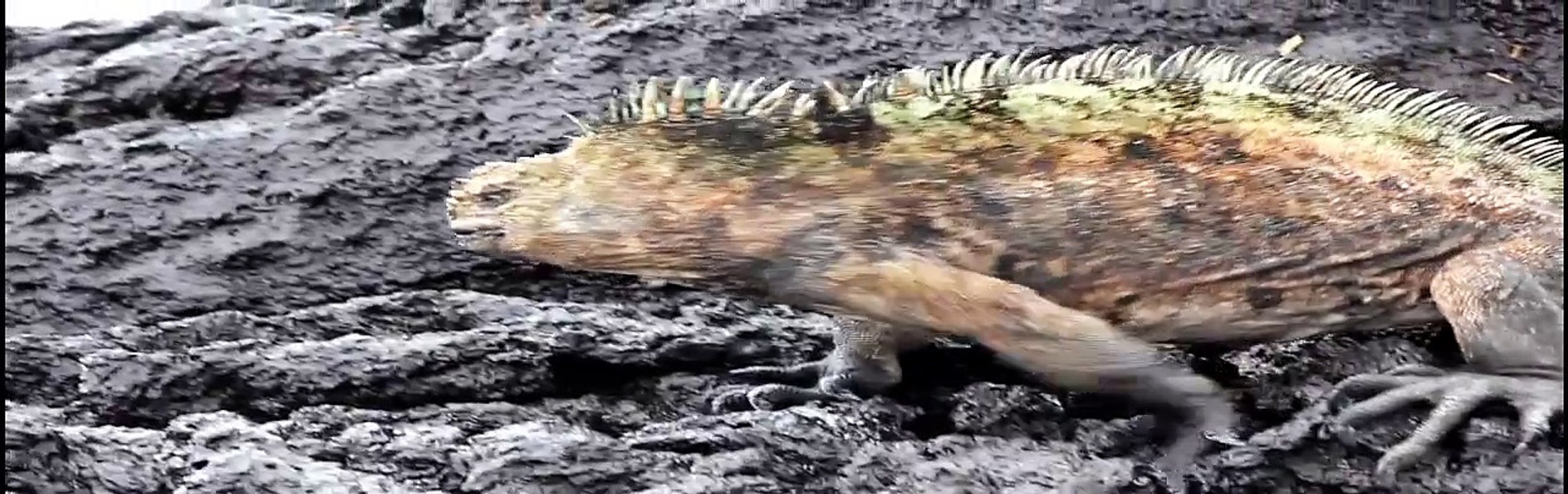 Marine Iguanas (Amblyrhynchus cristatus) in the Galapagos Islands