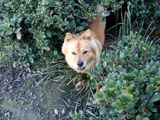 Chow Dog Playing Hide and Seek